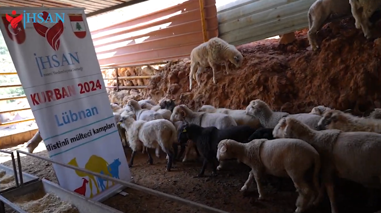 شراء عدد من الأضاحي لعام 2024 لتوزيع لحومها على مستحقيها في مخيمات اللجوء في لبنان