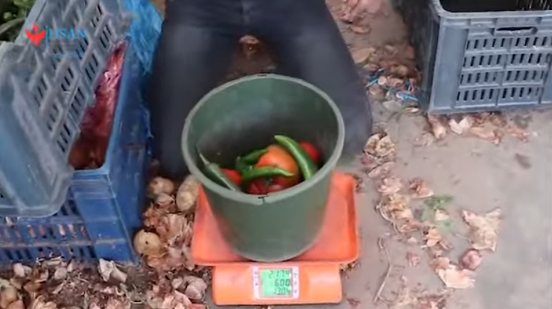 المئات من سلات الخضار تم توزيعها داخل مخيم إحسان والمخميات الأخرى في غزة 2024